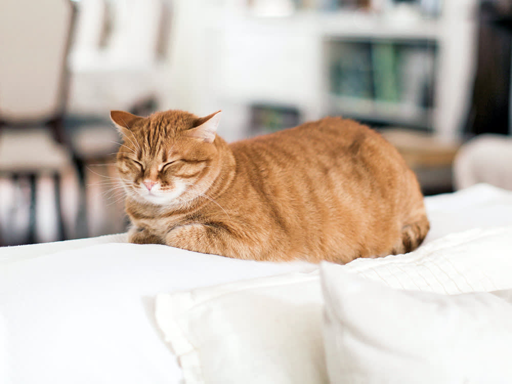 cat loafing
